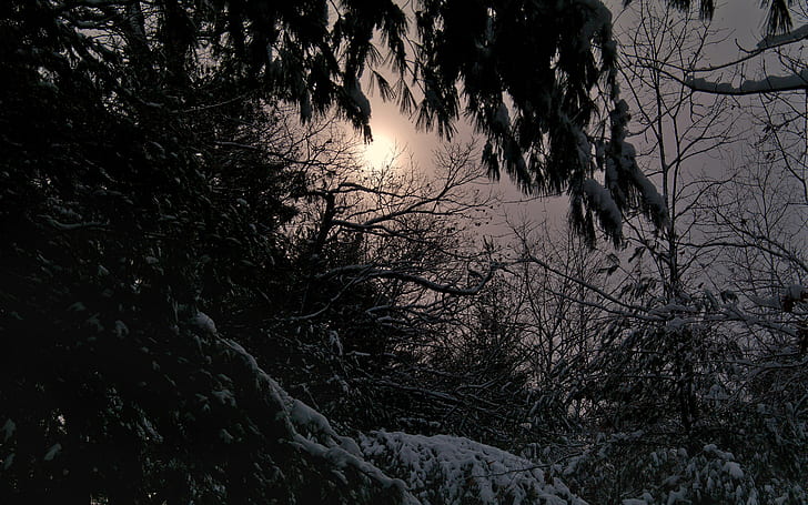 Snow Winter Sunlight Tree HD, ธรรมชาติ, แสงแดด, หิมะ, ฤดูหนาว, ต้นไม้, วอลล์เปเปอร์ HD