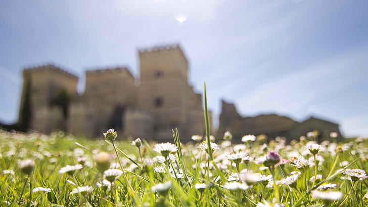 قلعة الزهور Macro Grass HD ، الطبيعة ، الماكرو ، الزهور ، العشب ، القلعة، خلفية HD