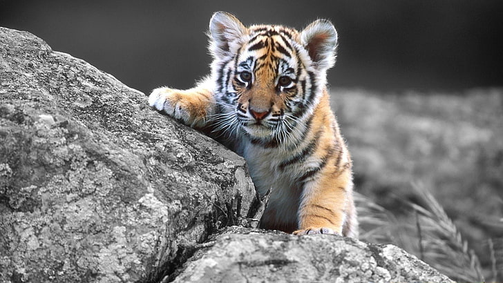 tiger  desktop, HD wallpaper