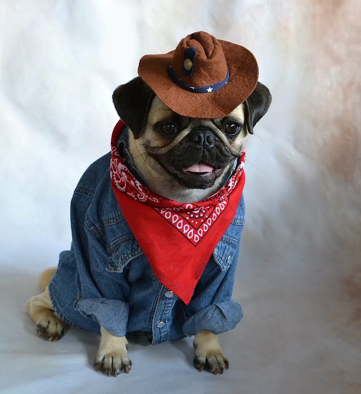 fawn pug wearing cowboy hat, red bandana, and blue denim coat pictorial, Pug, Boo, fawn, cowboy hat, bandana, blue denim, coat, pictorial, pugs, dog, dogs, animal, animals, pet, pets, costume, COTH, sunrays, Halloween, hat, canine, humor, puppy, purebred Dog, cute, clothing, HD wallpaper