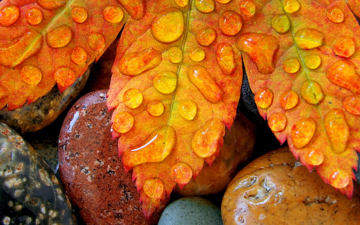 brown leaf, macro, nature, leaves, stones, water drops, HD wallpaper