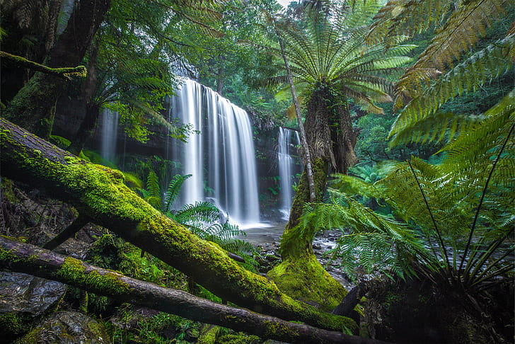forest, waterfall, moss, Australia, fern, logs, Tasmania, Mount Field National Park, National Park MT field, Russell Falls, Falls Russell, HD wallpaper
