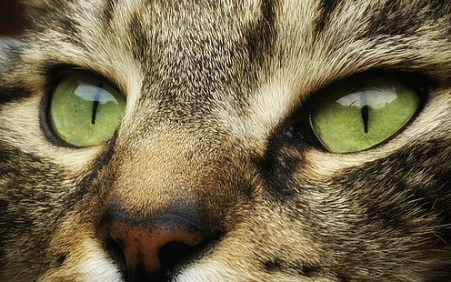 gröna ögon, djur, ögon, katt, ansikte, katter, blick, munkorg, randig, 4k ultra hd bakgrund, HD tapet HD wallpaper