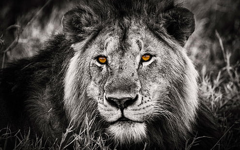 Schwarz-weißer Löwe und schöne Augen, Graustufenlöwe, Tiere, Löwe, Schwarzweiss, Augen, HD-Hintergrundbild HD wallpaper