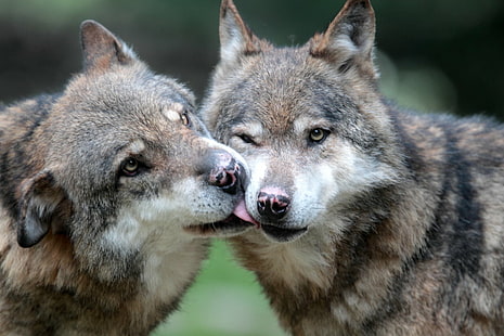 two brown wolves, tra, tra, tra, lupi, brown, wolves, gear, me  my, premium, Remember That, Moment, Level 1, Level 2, Level 3, Level 4, Level 5, Level 6, Level 7, Level 8, Level 9, Level 10, Best of The Best, wolf, carnivore, gray Wolf, animal, mammal, wildlife, dog, nature, canine, animals In The Wild, HD wallpaper HD wallpaper
