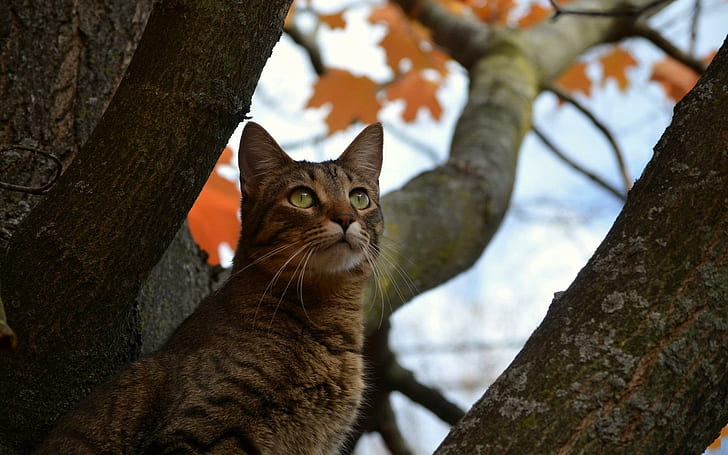 *** Cat In A Tree ***, drzewo, koty, zwierzeta, animals, HD wallpaper