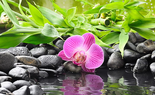 purple moth orchid, flower, water, reflection, stones, bamboo, Orchid, black, HD wallpaper HD wallpaper