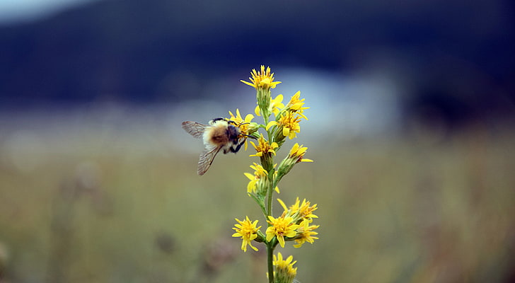 yellow honey bee and yellow flowers, bumble bee, flower, insect, blur, HD wallpaper