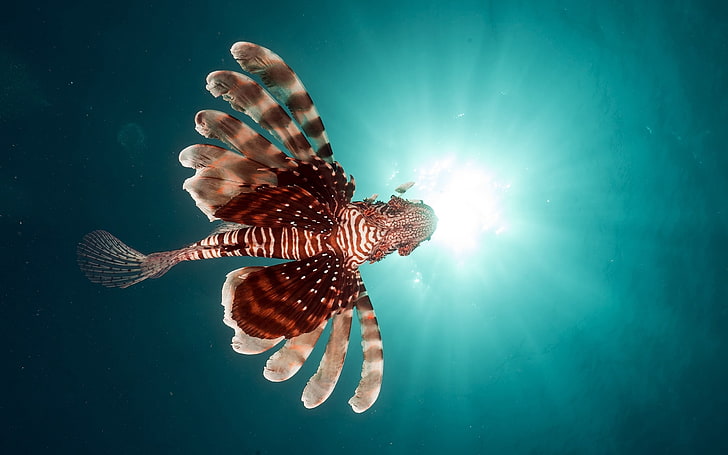 สัตว์ปลาใต้น้ำ, วอลล์เปเปอร์ HD