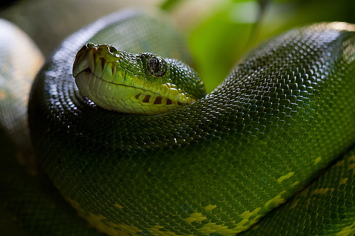 emerald tree boa, python, snake, head, scales, HD wallpaper