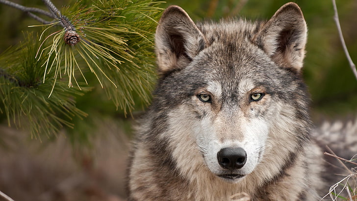 fauna silvestre, lobo, mamífero, lobo gris, Fondo de pantalla HD