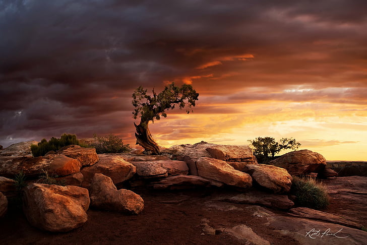Pohon, Pohon, Batu-Batu Besar, Taman Kuda Mati, Juniper, Lonely Tree, Rock, Sunrise, Utah, Wallpaper HD