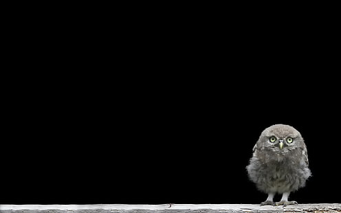 gray owl, background, chick, owlet, HD wallpaper HD wallpaper
