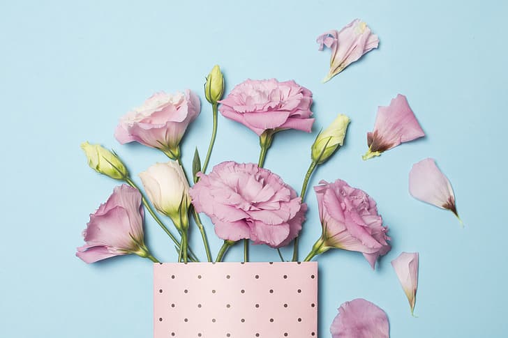 flowers, pink, eustoma, HD wallpaper