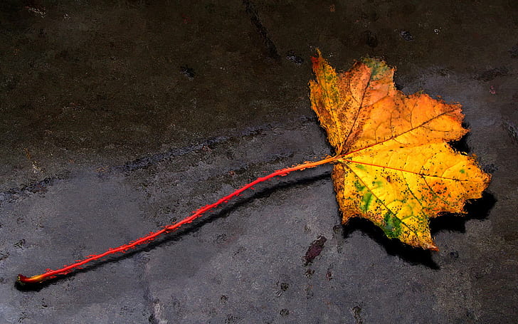 Есенно листо, жълт кленов лист, HD тапет