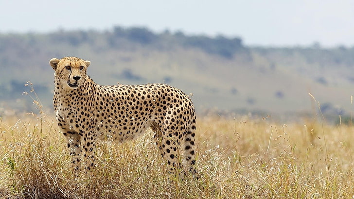 gepard, binatang buas, sabana, kucing liar, Wallpaper HD