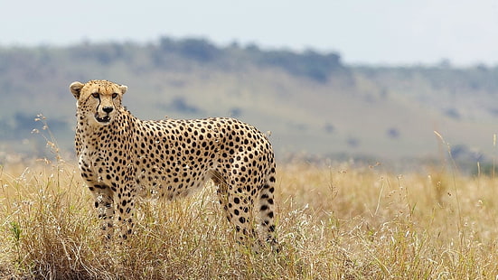 gepard, binatang buas, sabana, kucing liar, Wallpaper HD HD wallpaper