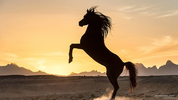 Purebred Arabian Stallion, Animals, HD wallpaper