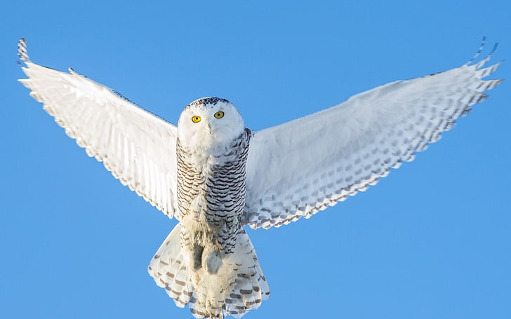 owl flight sky-animal Photo Wallpaper, snow owl, HD wallpaper