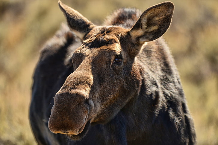 brown moose, elk, muzzle, ears, animal, HD wallpaper