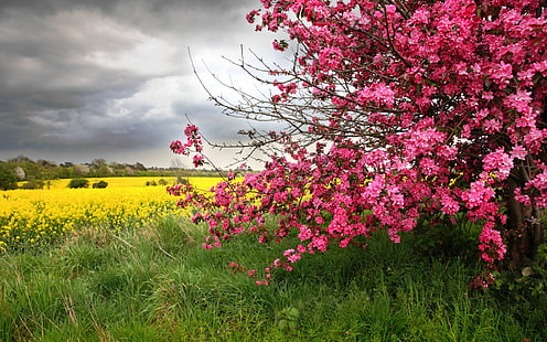 黄色の花、ピンクの花、花、春、木、自然、風景、季節、ピンクの花、黄色の花、ピンクの花、花、春、木、季節、風景、 HDデスクトップの壁紙 HD wallpaper