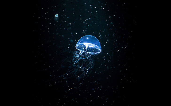 Jellyfish Dark, blue jellyfish, Animals, Sea, Blue, Dark, Black, Underwater, Aquarium, Jellyfish, Glow, canon, mark2, markii, tsuruoka, yamagata, HD wallpaper