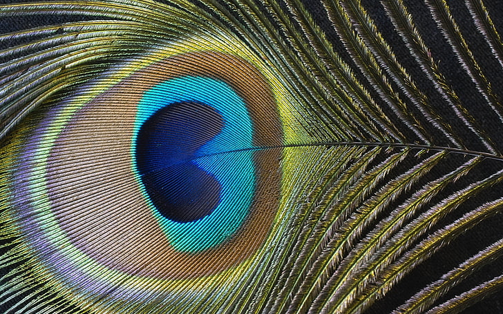 Peacock feather, color, pen, peacock, HD wallpaper | Wallpaperbetter