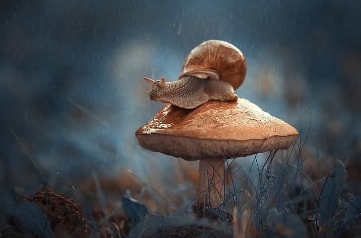 Animal, Snail, Fall, Macro, Mushroom, Rain, HD wallpaper