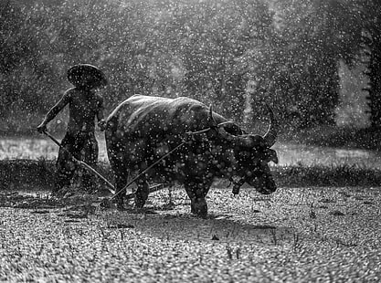 Hard Work, Black and White, Drops, Travel, Nature, People, Asia, Water, Tropical, Rain, Photography, Work, Thailand, Animal, Outdoor, Harvest, Raining, Tradition, farmland, Country, Buffalo, bokeh, Vacation, Traditional, Agriculture, culture, horns, farmer, visit, blackandwhite, mammal, tourism, Rice crop, Ricefields, Asian buffalo, Water buffalo, contryside, plow, walking plow, hardwork, rainfall, HD wallpaper HD wallpaper