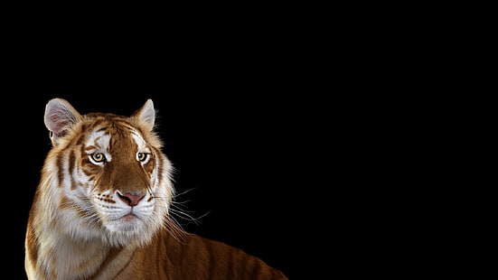 fondo de pantalla de tigre, fotografía, mamíferos, gato, tigre, fondo simple, grandes felinos, Fondo de pantalla HD HD wallpaper