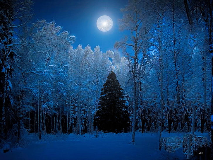 Белые лиственные деревья, Земля, Зима, Синий, Рождественская елка, Лес, Луна, Дерево, HD обои