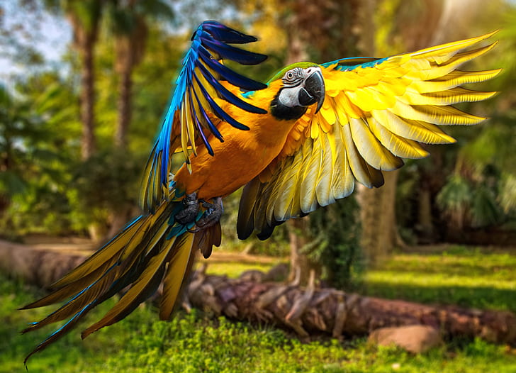 macaw, bayan, burung, hd, 4k, 5k, Wallpaper HD