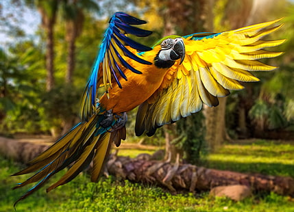 macaw, parrot, birds, hd, 4k, 5k, HD wallpaper HD wallpaper