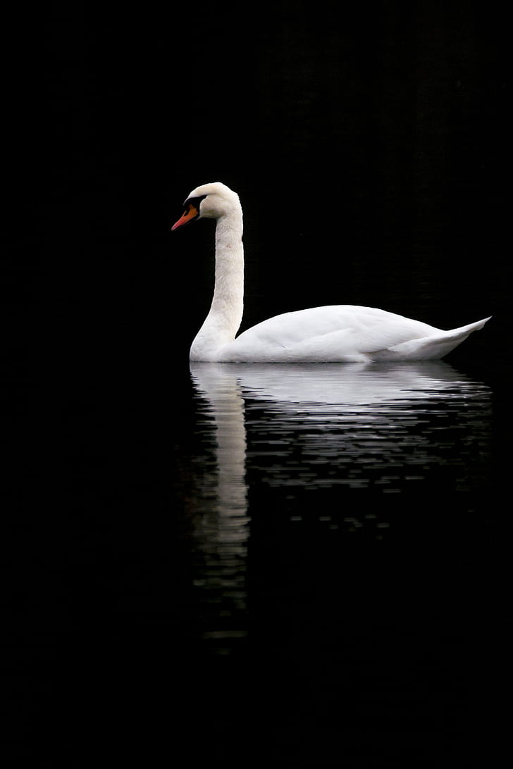 swan, white, lake, reflection, black, contrast, bird, HD wallpaper