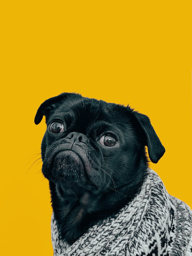 black pug, pug, dog, muzzle, look, scarf, HD wallpaper