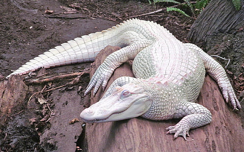 Alligatoren, Albino, Natur, Tiere, HD-Hintergrundbild HD wallpaper