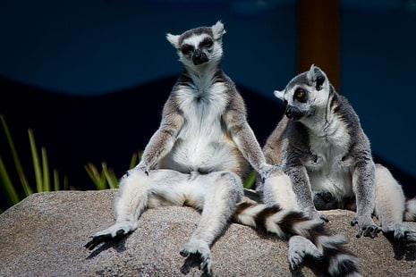 lemur, HD wallpaper HD wallpaper