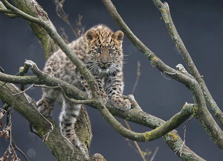 Cats, Leopard, Amur Leopard, Animal, Branch, HD wallpaper