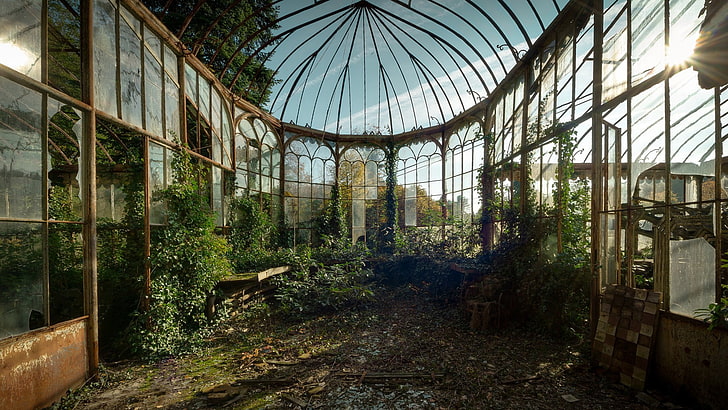 brown and green plant garden, abandoned, greenhouse, HD wallpaper