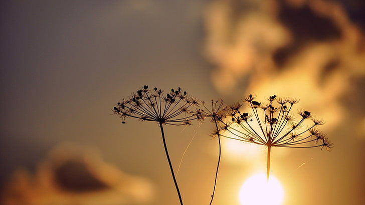 silhouette photography of dandelion, sunlight, silhouette, nature, plants, HD wallpaper