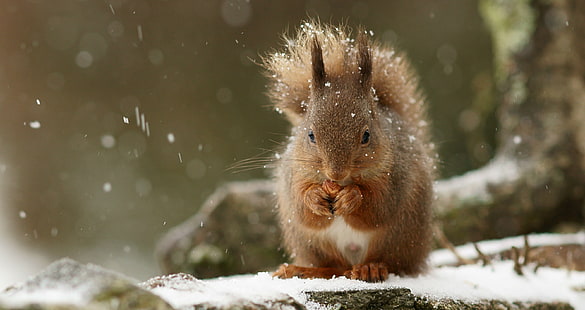écureuil brun mangeant pendant la journée, rongeur, neige, animal, nature, hiver, écureuil, dehors, faune, mammifère, mignon, marron, Fond d'écran HD HD wallpaper