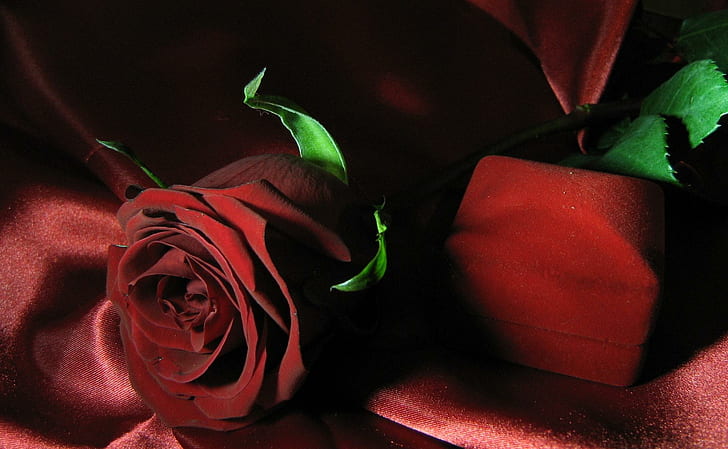 فيلفت روز (لسعيد) شكرا لك وردة حمراء ، مخملية ، وردة ، هدية ، وردة جميلة ، ثلاثية الأبعاد وتجريد، خلفية HD