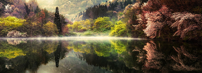 tall trees reflecting on calm body of water in landscape photography, nature, landscape, spring, lake, morning, forest, mist, trees, water, reflection, mountains, South Korea, HD wallpaper HD wallpaper