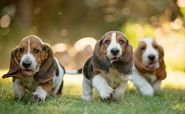 cuccioli di basset hound marrone, bassotto, cani, cuccioli, erba, passeggiata, Sfondo HD