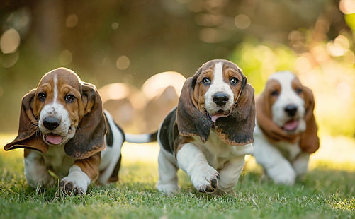 marrón basset hound cachorros, dachshund, perros, cachorros, hierba, caminar, Fondo de pantalla HD HD wallpaper