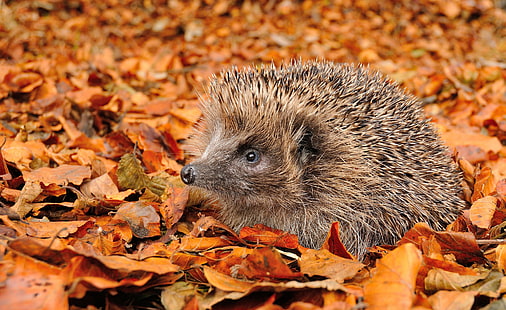 brown hedgehog, hedgehog, grass, autumn, foliage, HD wallpaper HD wallpaper
