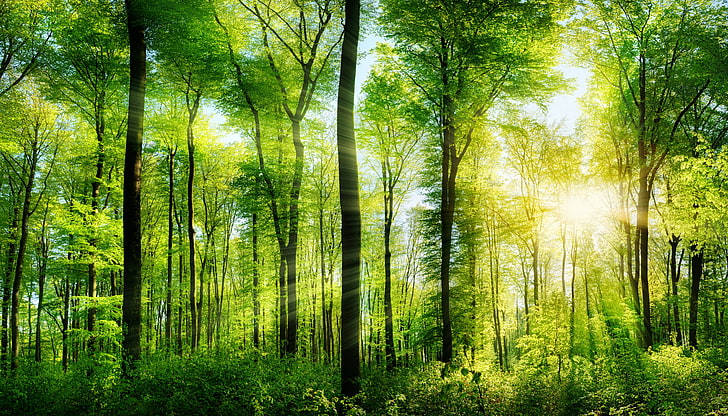 zielone drzewa liściaste, zieleń, las, lato, drzewa, promienie słońca, Tapety HD