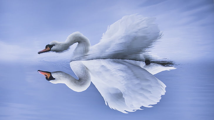 Birds, Bird, Mute Swan, Reflection, Swan, HD wallpaper