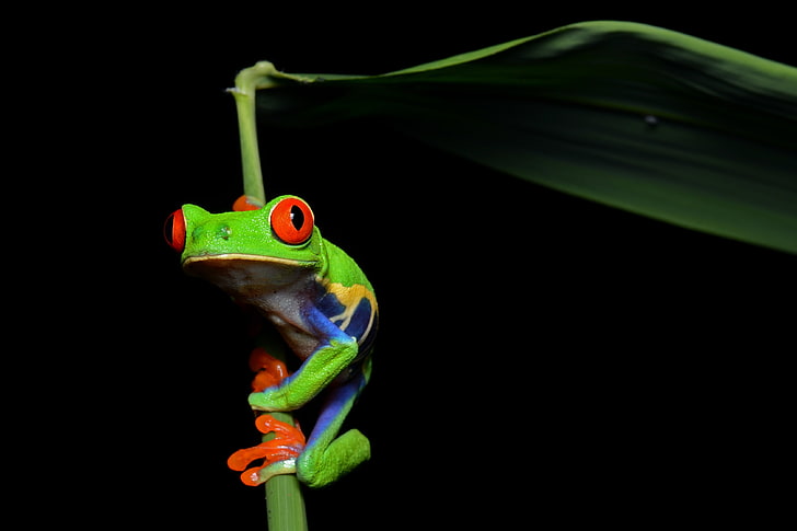 frogs redeyed tree frog amphibians Animals Frogs HD Art , frogs, Red-Eyed Tree Frog, HD wallpaper