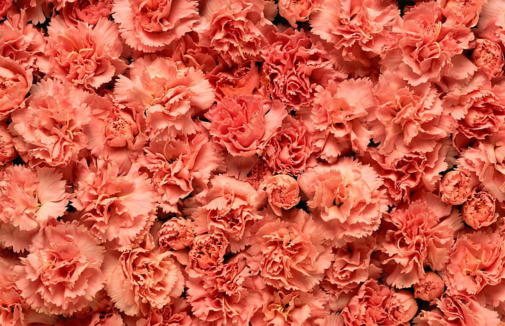 red flowers, carnations, flowers, petals, many, HD wallpaper